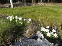 tr-C3-A4dg-C3-A5rdsdags-1--300x225 - Trädgårdsdags