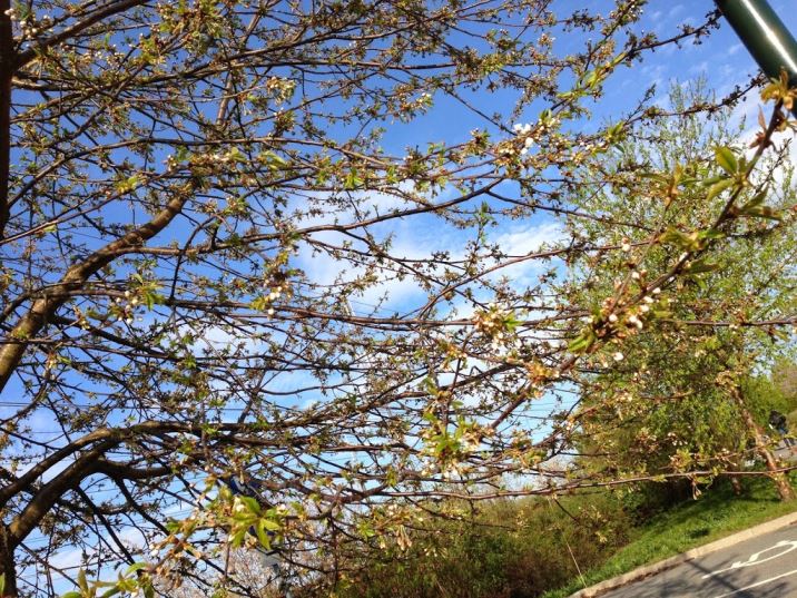 blommor-p-C3-A5-tr-C3-A4d - På vägen hem från jobbet