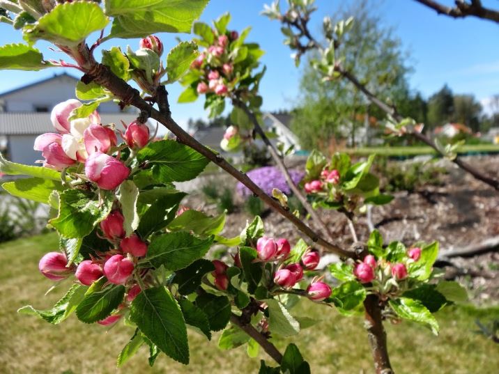 tr-C3-A4dg-C3-A5rden-1- - Solenergi