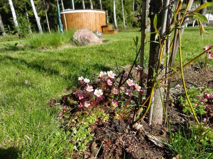 tr-C3-A4dg-C3-A5rden-11- - Solenergi