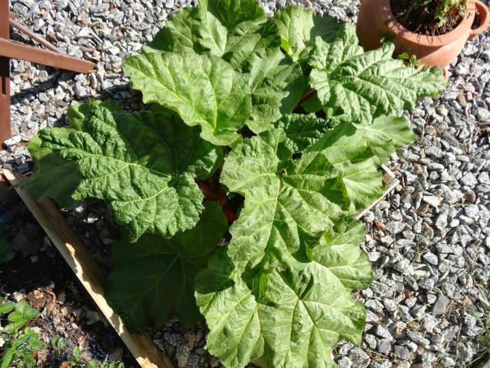 tr-C3-A4dg-C3-A5rden-14- - Solenergi