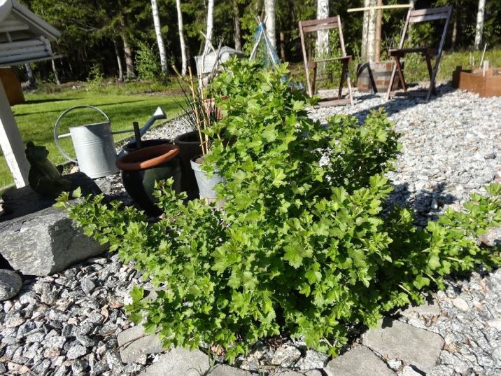 tr-C3-A4dg-C3-A5rden-16- - Solenergi