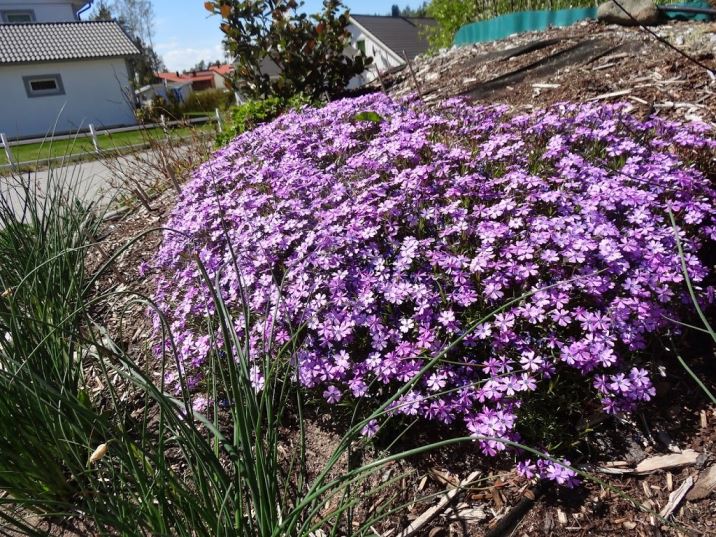 tr-C3-A4dg-C3-A5rden-3- - Solenergi