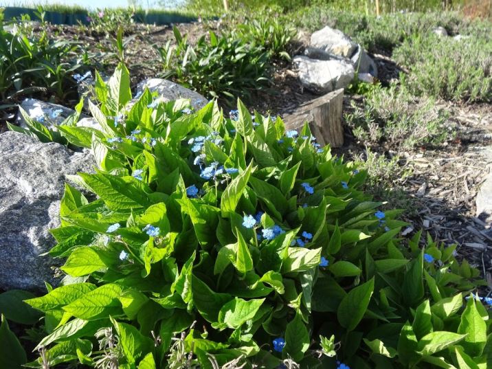 tr-C3-A4dg-C3-A5rden-6- - Solenergi