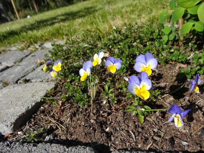 tr-C3-A4dg-C3-A5rden-8- - Solenergi