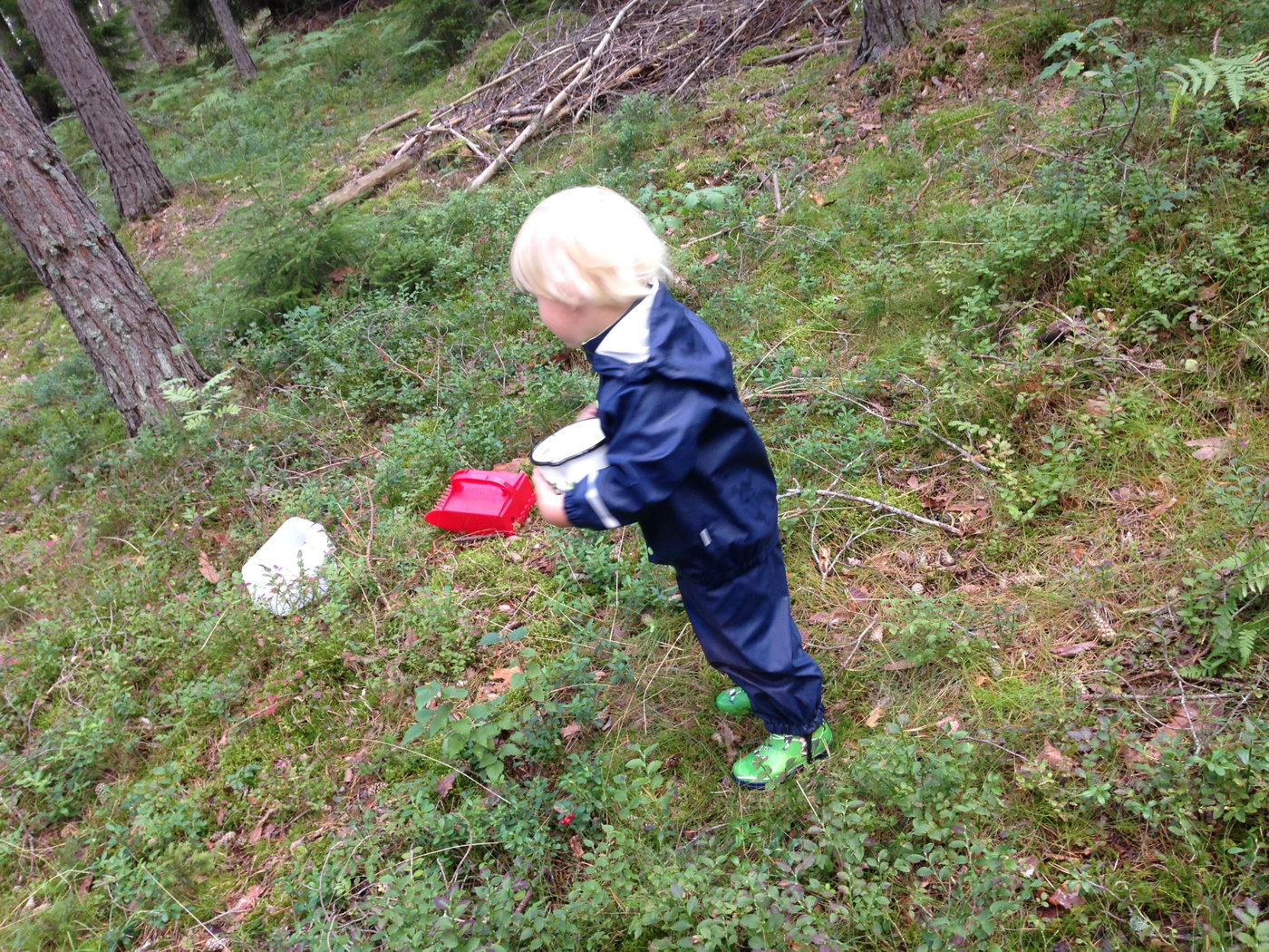 blåbär och lingon (1)