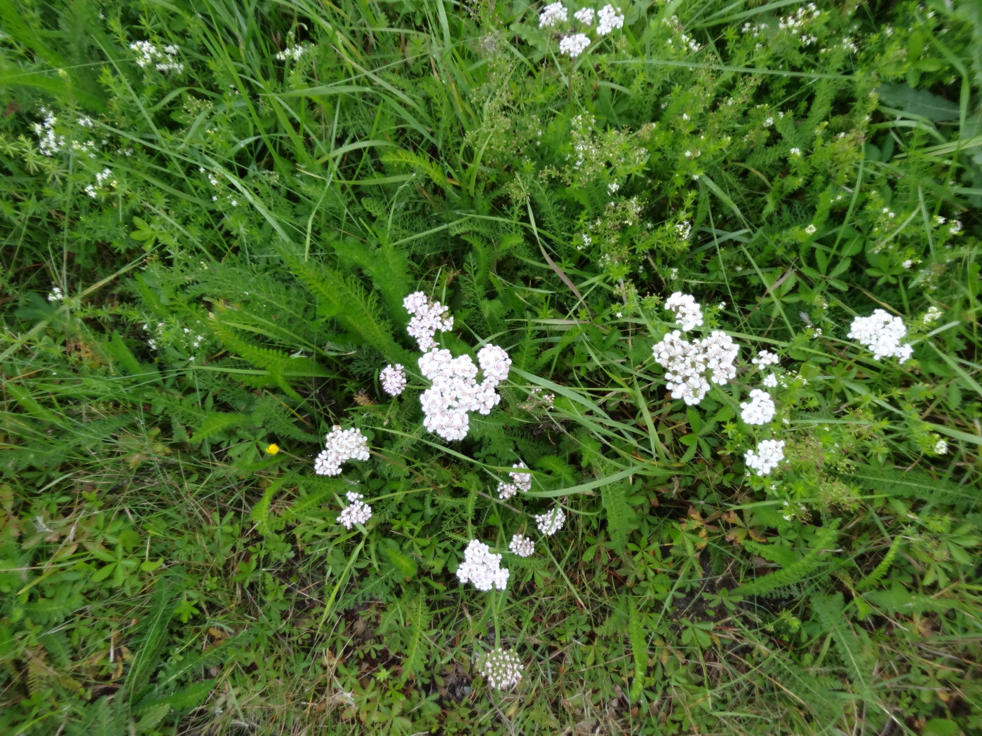 morgonpromenad (3)