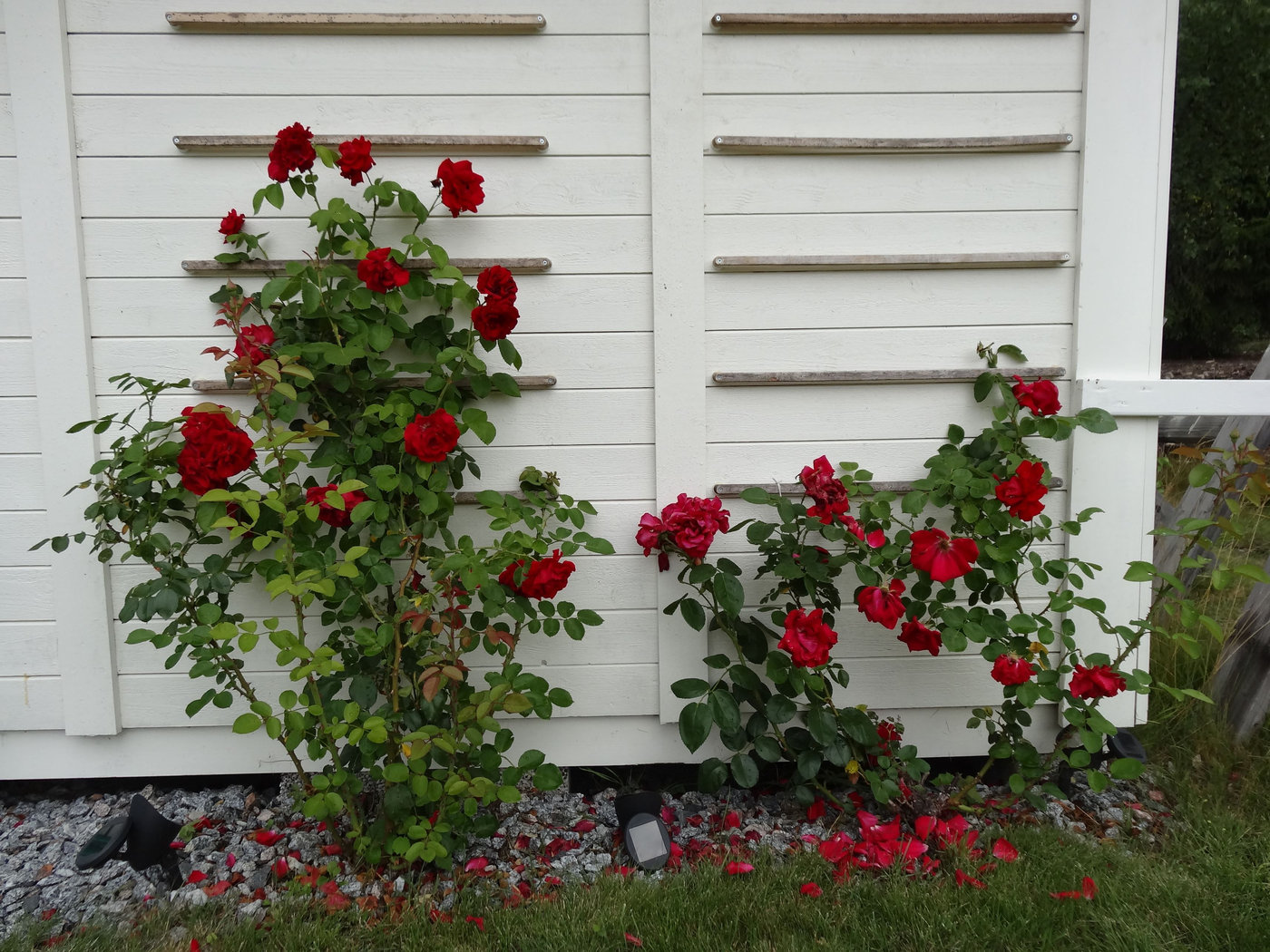 trädgården rosor (1)