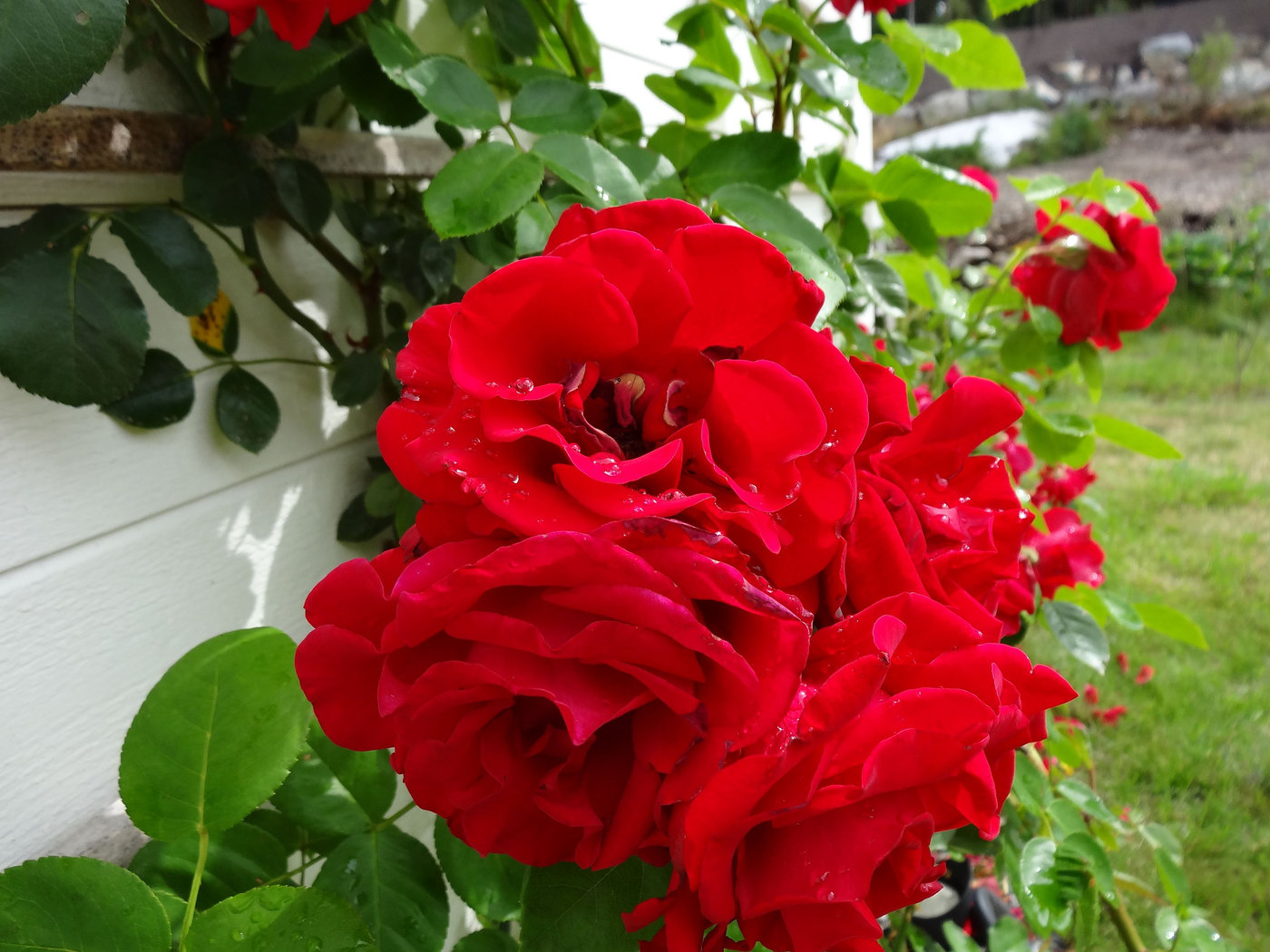 trädgården rosor (3)