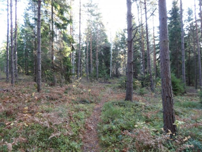 skogen (1)