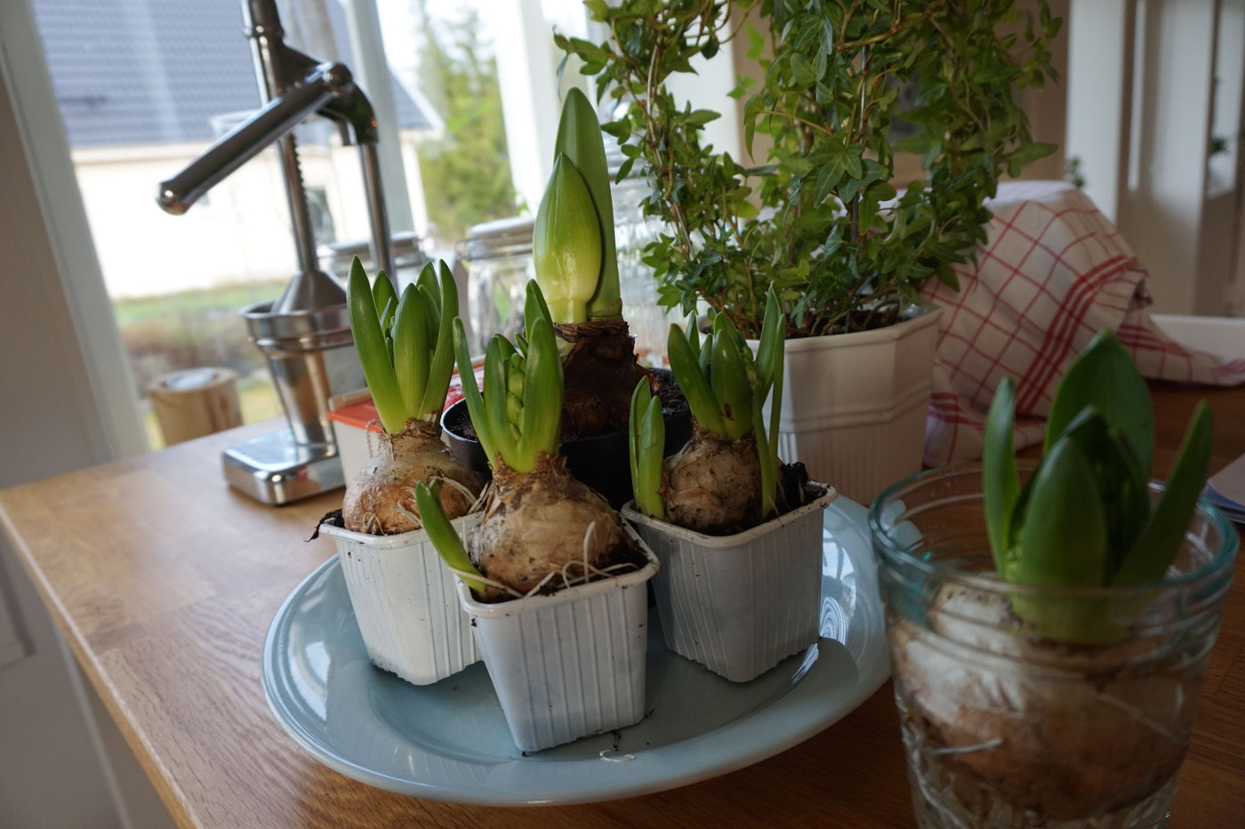 5 i topp julblommor (2)