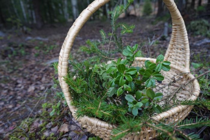 en grön december skogen (4)