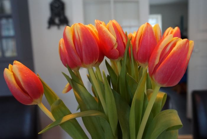 tulpaner (1