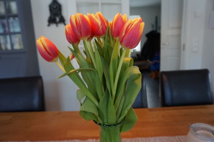 tulpaner (2)