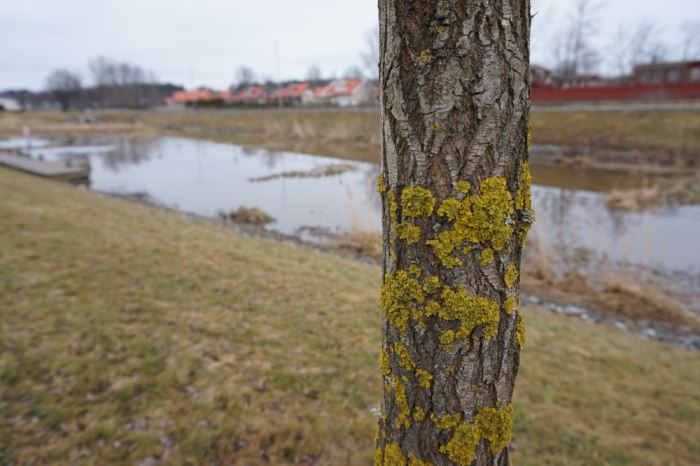 Träningshetsens baksida (3)
