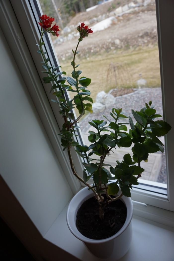 feng shui (7)