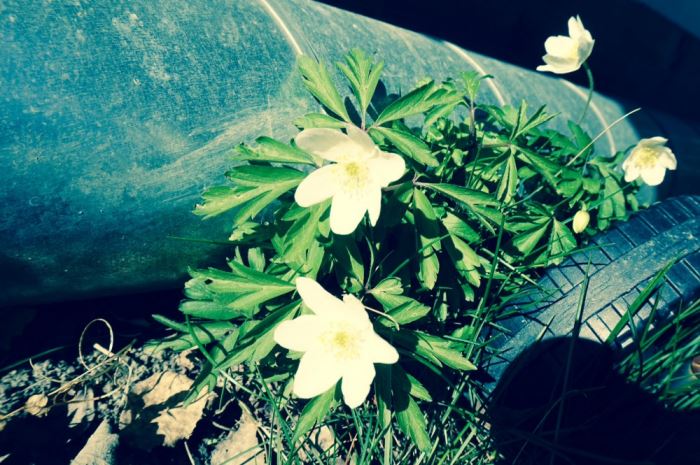 tre från idag vitsippor