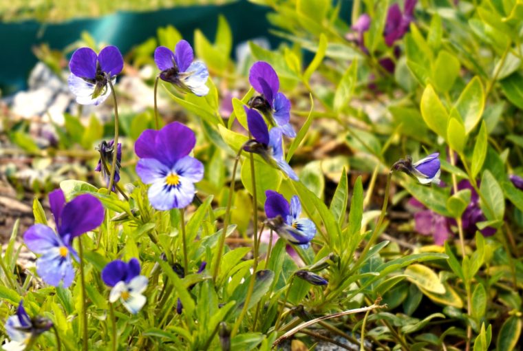 blommor (7)
