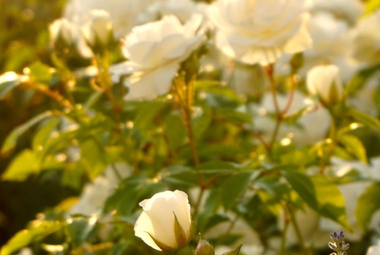 DSC02480