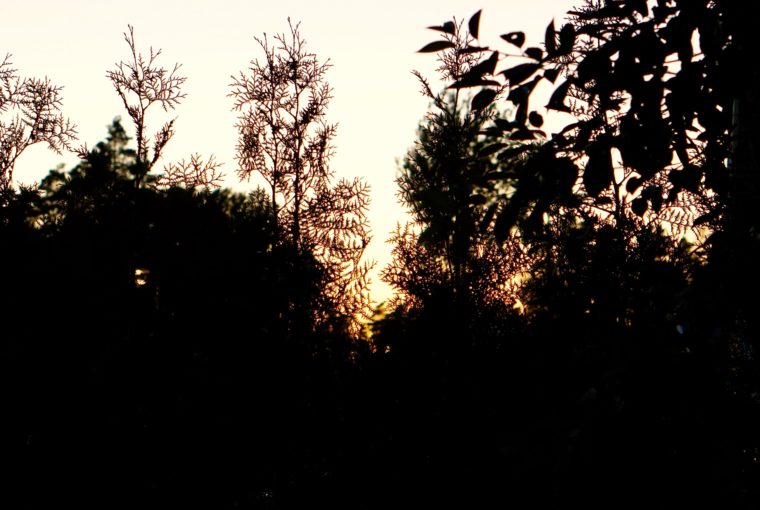 Augustikväll hemma solnedgång