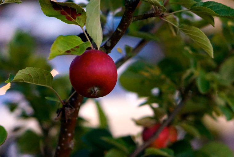 Augustikväll hemma äpple