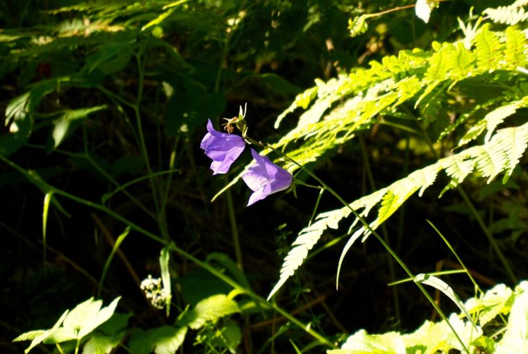 sommarblommor promenad