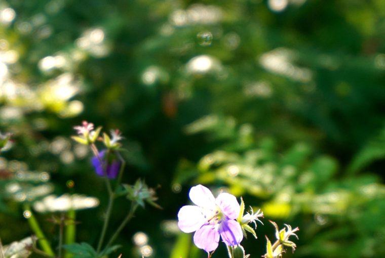 sommarblommor promenad