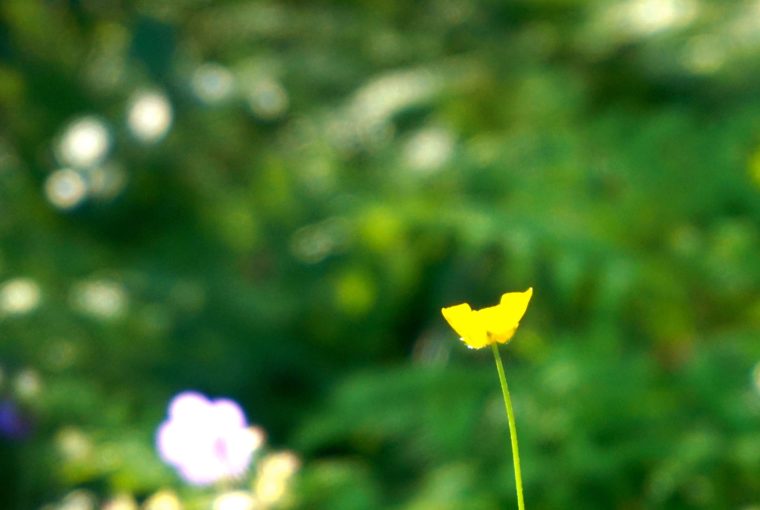 sommarblommor promenad