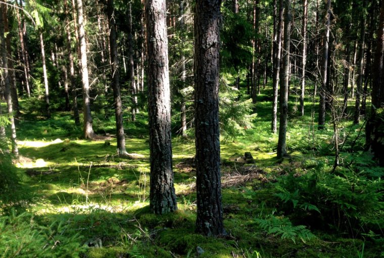 Kantareller skogen