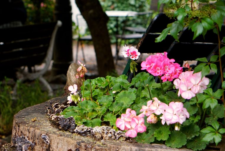 Tant brun café blommor