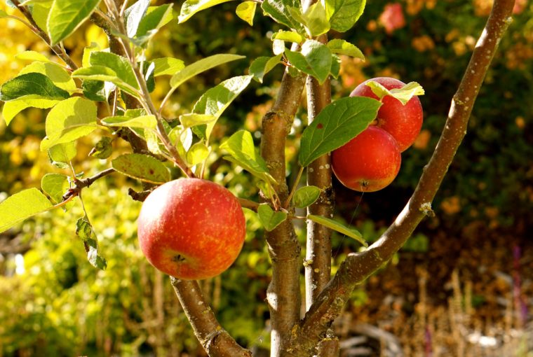 Äppelträd