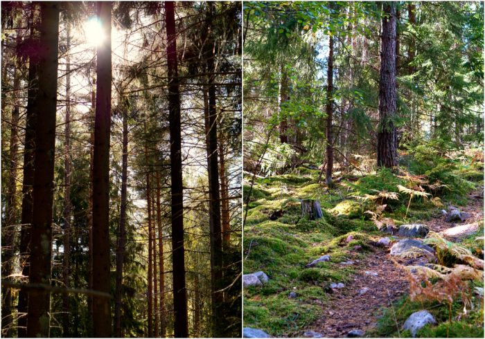skogen-11