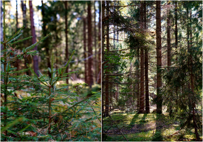 skogen-7