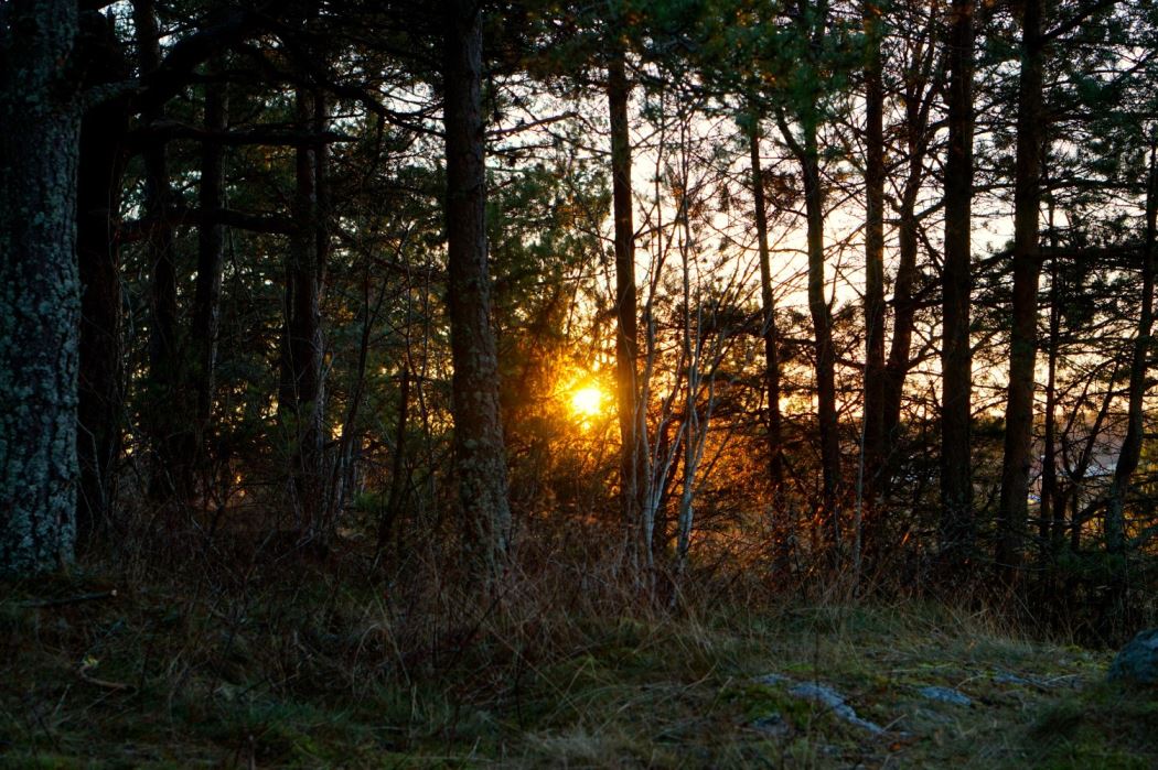 skogen solen