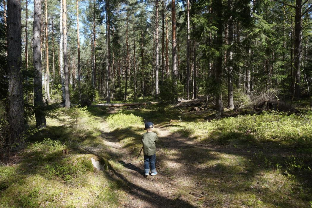 Skogen (2)