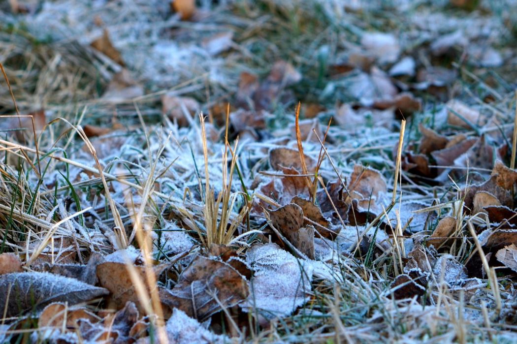 frost