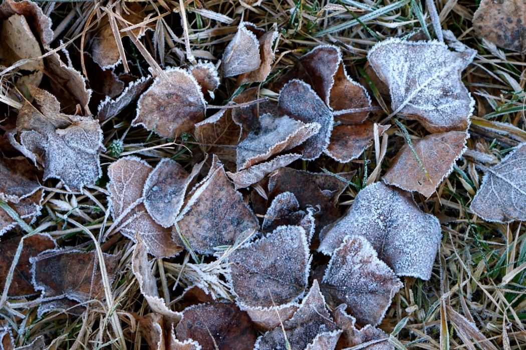 frost