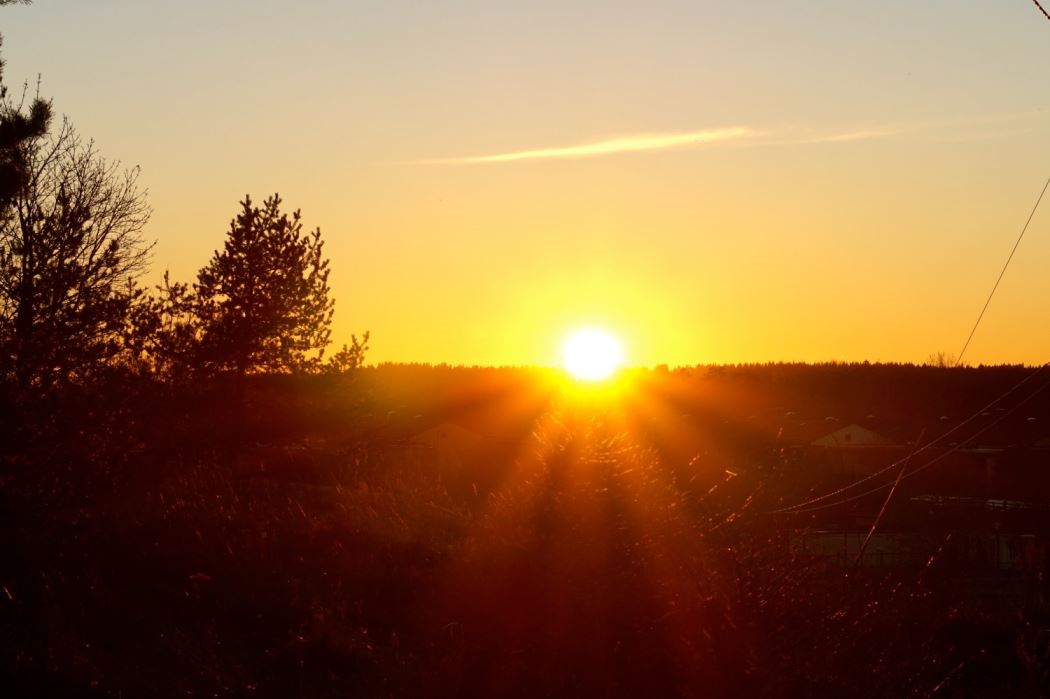 skogen solen 11