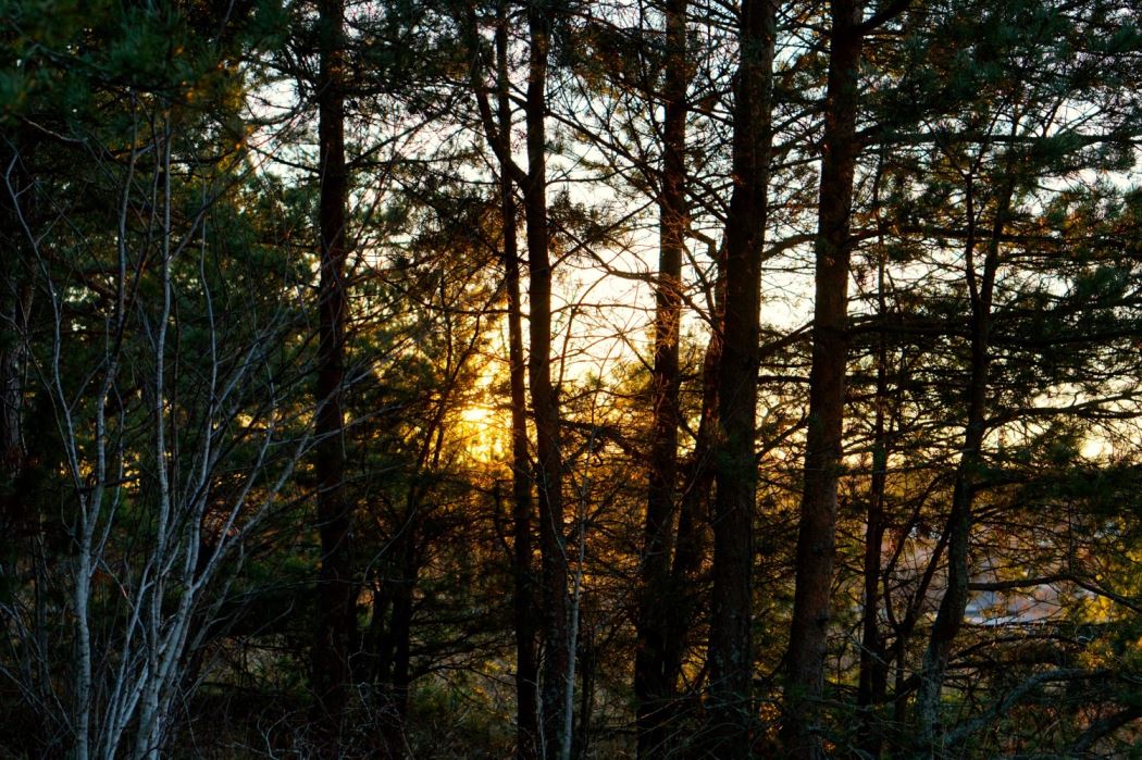 skogen solen 5