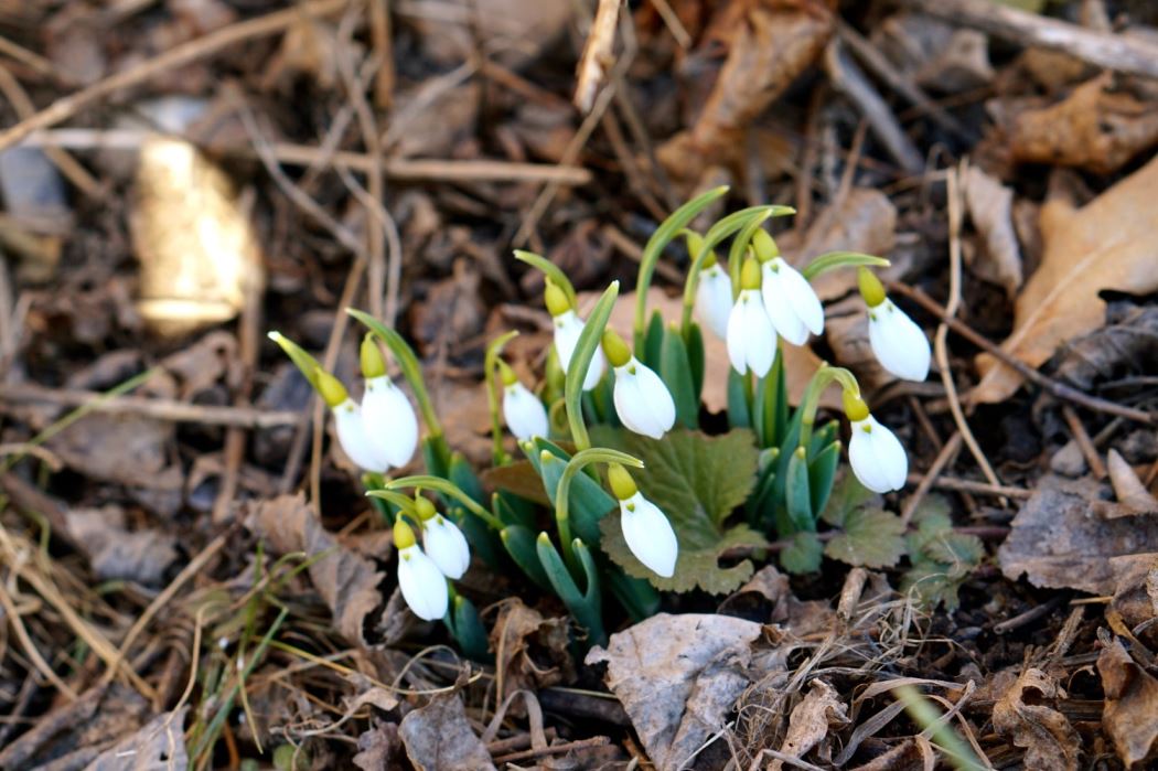 varvinter
