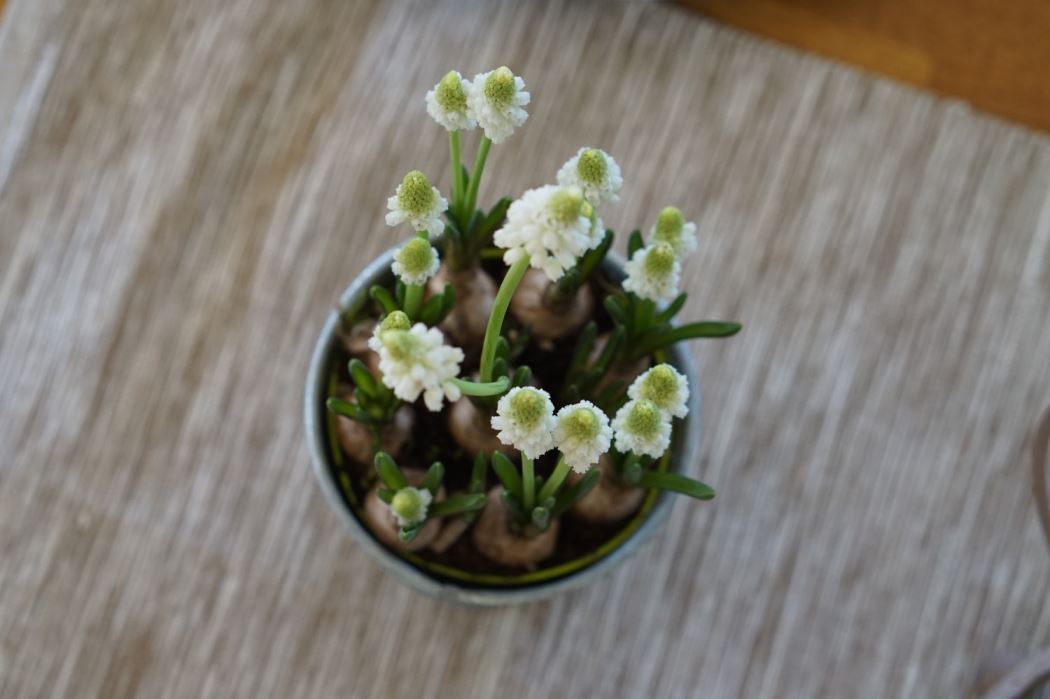 vartrotthet blomma