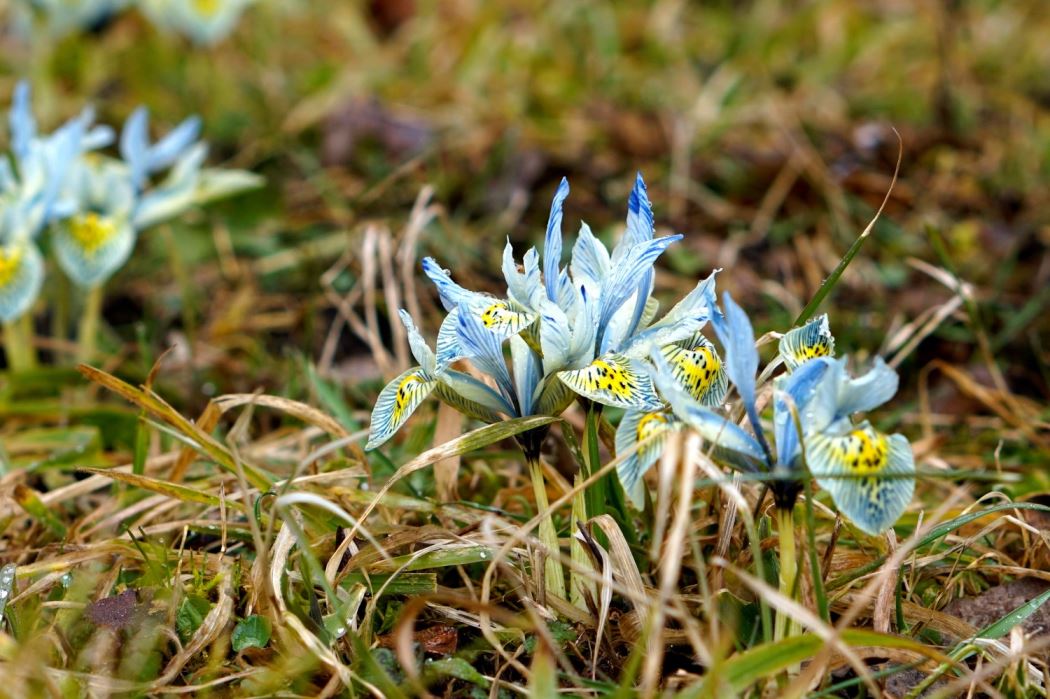 varblommor