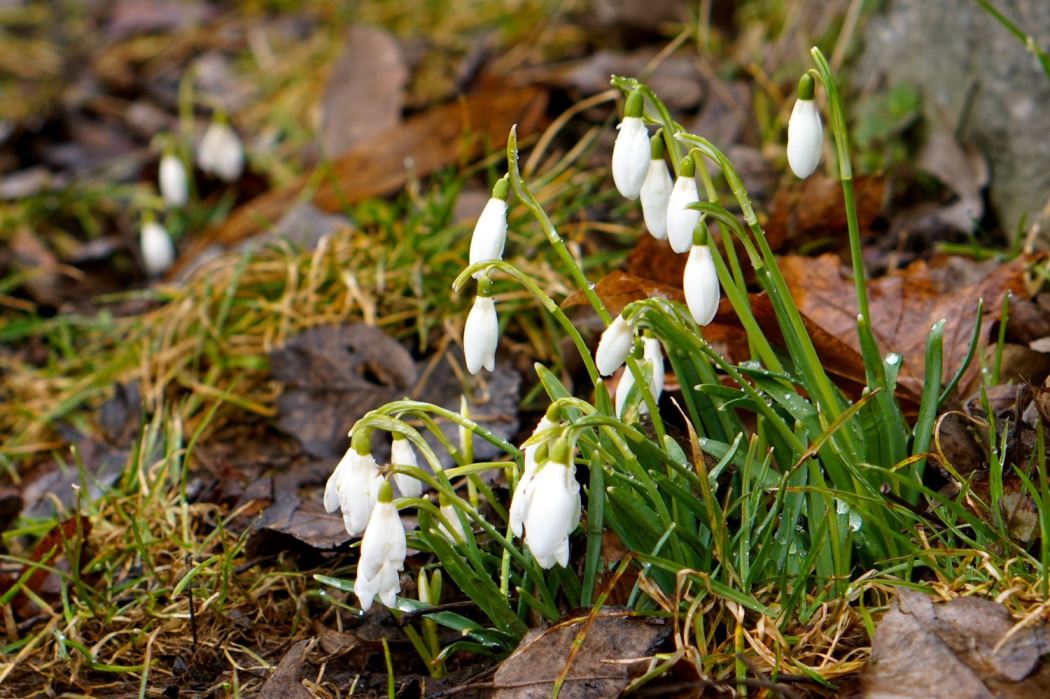 varblommor