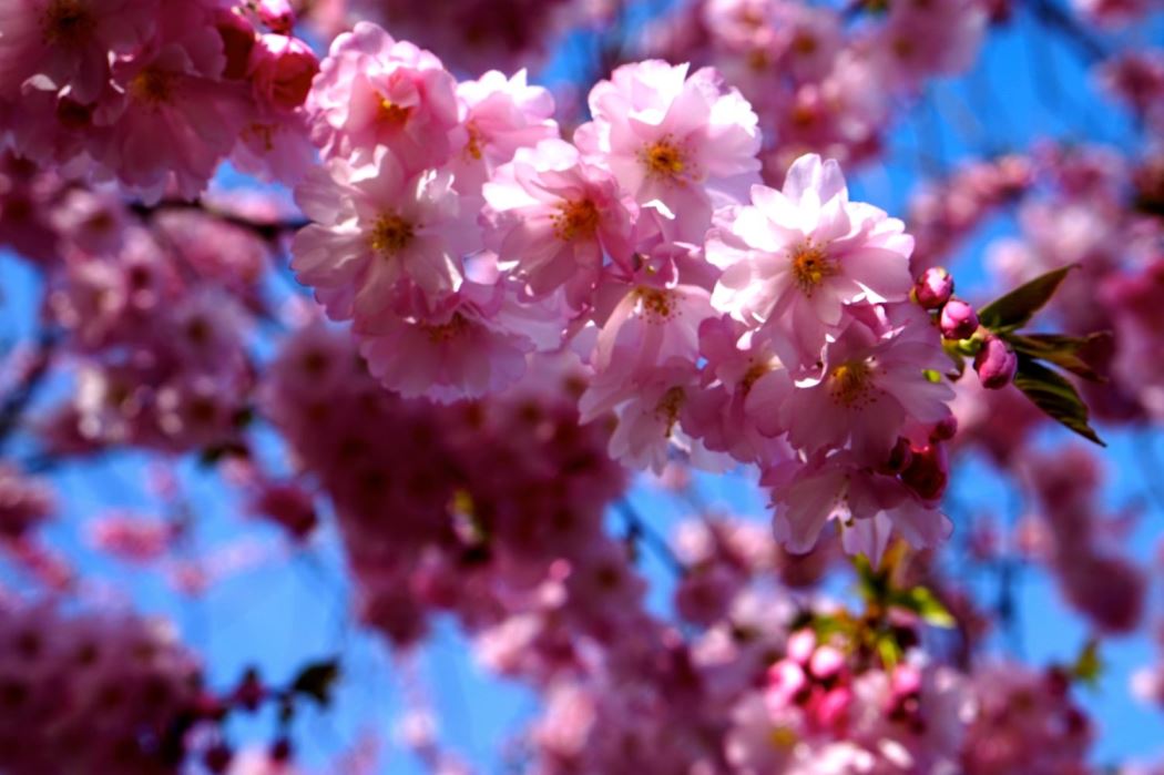 Helgplaner Korsbarstraden Kungstradgarden