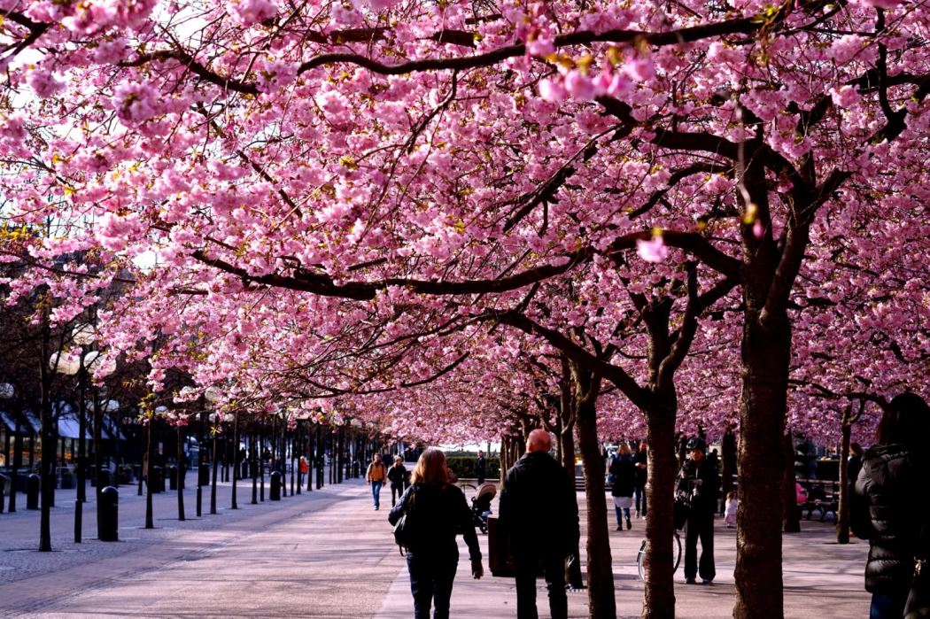 Helgplaner Korsbarstraden Kungstradgarden