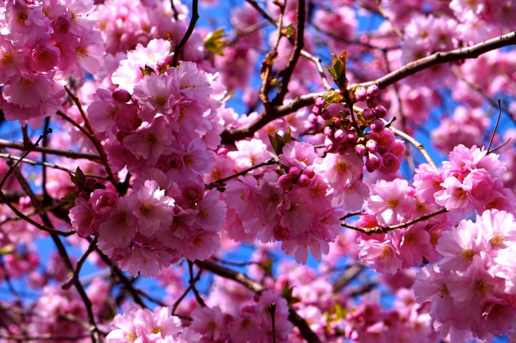 Helgplaner Korsbarstraden Kungstradgarden