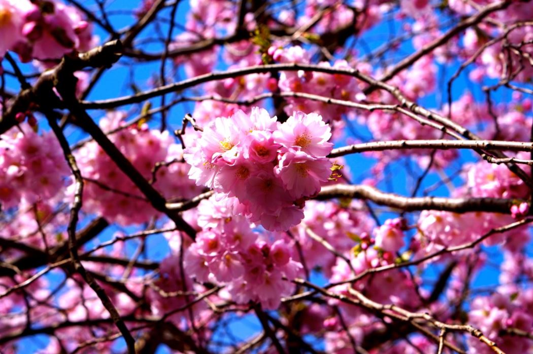 Helgplaner Korsbarstraden Kungstradgarden