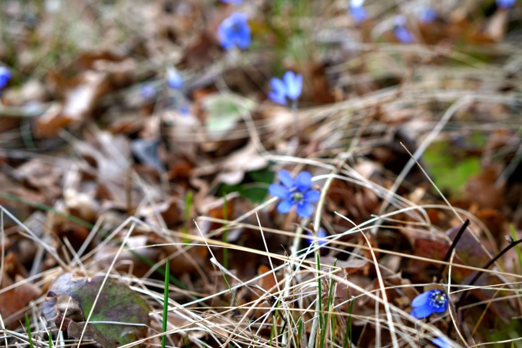 ICA-Klassikern cykling