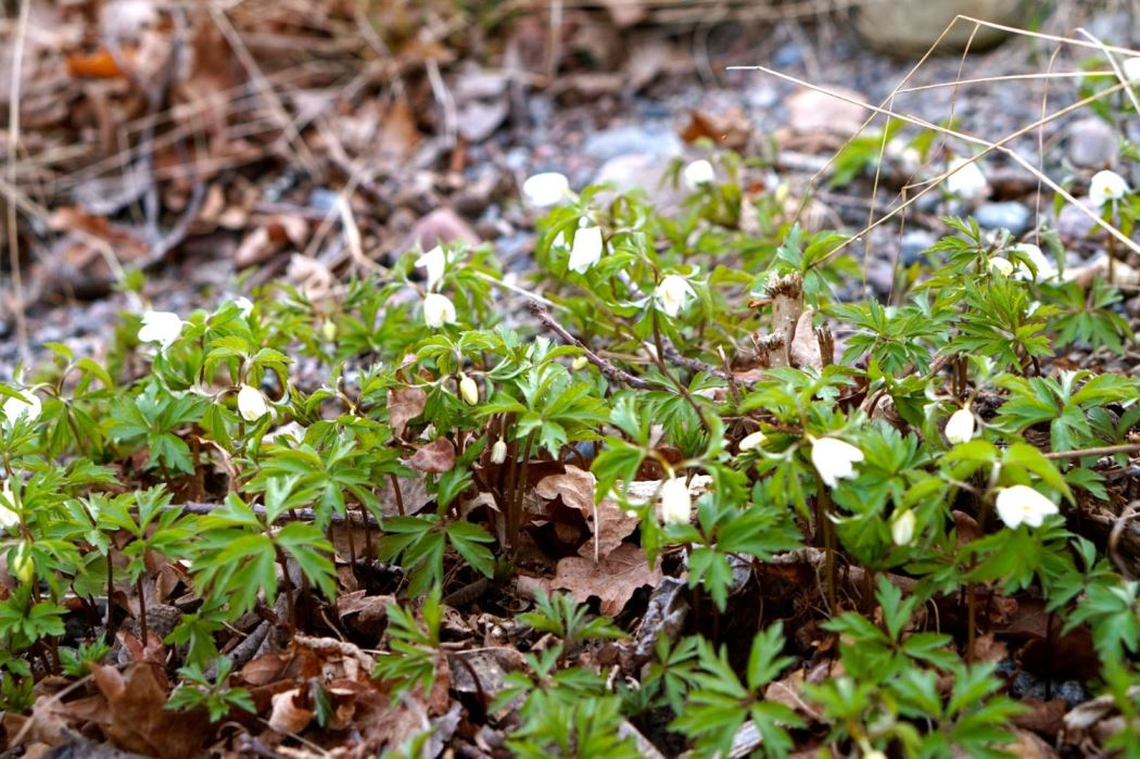 ICA-Klassikern cykling