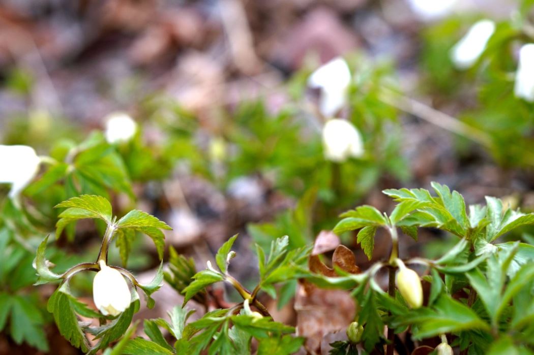 ICA-Klassikern cykling